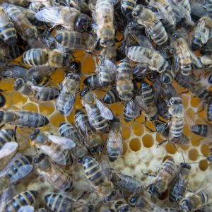 abeilles, essaim, nucléé